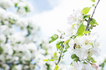 White pink apple tree flowers close up on sunny day, on garden background in springtime, white pink blossoms of apple tree close up, blooming apple trees 