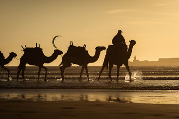 Silhouette of camel caravan on the beach with reflection at sunset in background. Essaouira, Morocco