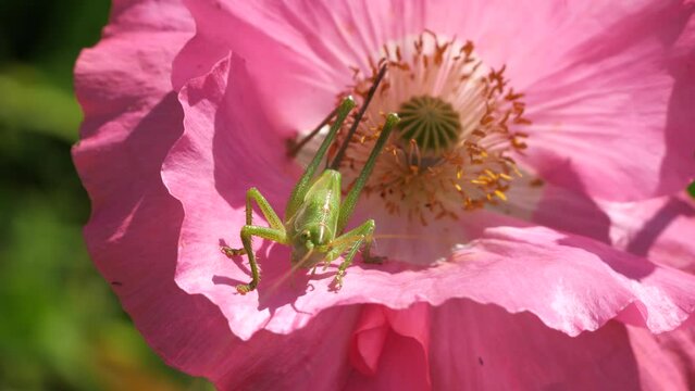 Green grasshopper, common grasshopper, Tettigonia eats spider.