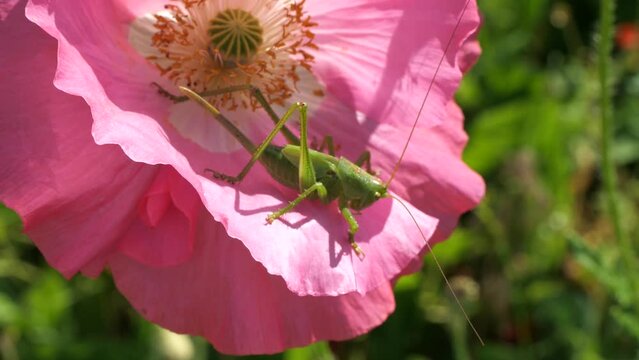 Green grasshopper, common grasshopper, Tettigonia viridissima on a poppy flower.
A species of insects from the family of true grasshoppers of the order Orthoptera.
