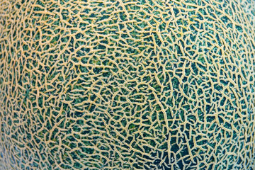 Cantaloupe background and texture, close up