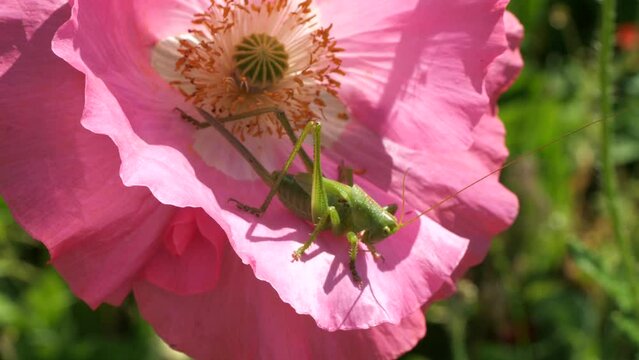 Green grasshopper, common grasshopper, Tettigonia viridissima on a poppy flower.
A species of insects from the family of true grasshoppers of the order Orthoptera.

