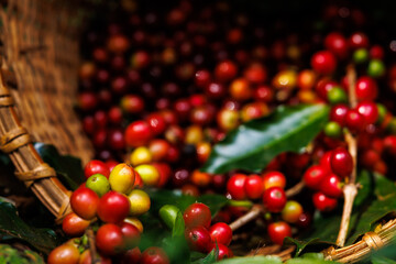 sorf focus raw red coffee blur background,