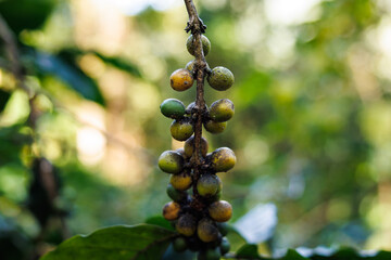 Fungus on coffee seed,