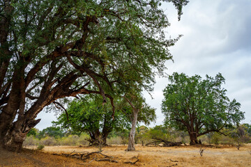 Huge nyala, nyala berry, mutshato, or mashatu tree (Xanthocercis zambesiaca). Mashatu Game Reserve. Northern Tuli Game Reserve.  Botswana.