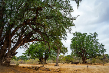 Fototapeta premium Huge nyala, nyala berry, mutshato, or mashatu tree (Xanthocercis zambesiaca). Mashatu Game Reserve. Northern Tuli Game Reserve. Botswana.