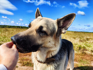 Big dog German Shepherd receives a treat from a woman's hand in field with green and yellow grass in summer or autumn season. Russian eastern European dog veo having walk and training on nature