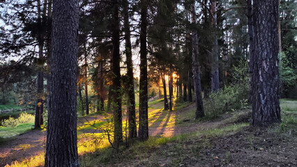 Landscape with pine trees in the forest in evening under the setting summer sun in sunset on spring, summer or autumn time. The concept of nature travel