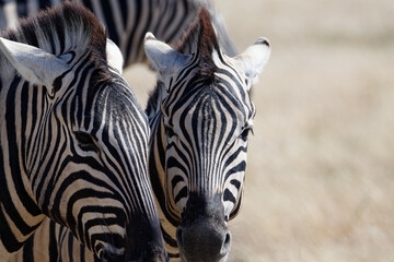Fototapeta na wymiar Angry zebras with their ears back