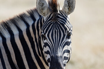 A close look at a zebras face