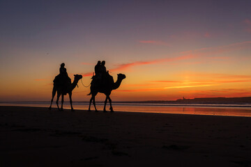 Silhouette of camel caravan on the beach with reflection at sunset in background. Essaouira, Morocco