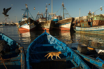 Beautiful colors in the port of fishermen in Essaouira, Morocco