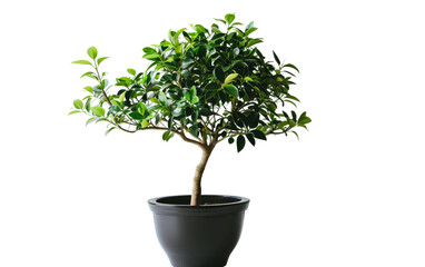 Triangle Ficus in Black Pot on a transparent background