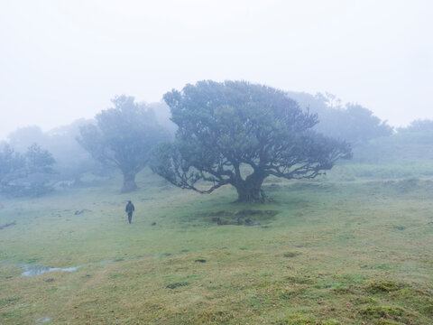 Fanal laurel forest in dense fog with lonely man figure. Bizarre shape mossy trees, twisted branches, moss and fern. Mysterious creepy atmosphere. Tourist point Fanal, Madeira, Portugal