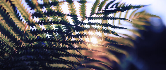 Plants and flowers macro. Detail of petals and leaves at sunset. Natural nature background.