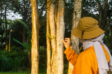 Muslim farmer girl checking the cinnamon tree trunk with bark in the plantation