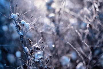 Winter atmospheric landscape with frost-covered dry plants during snowfall. Winter Christmas...