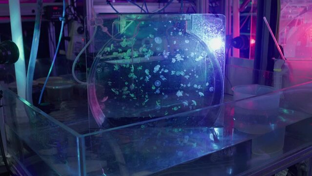 Tiny jellyfish float around in colourful aquarium laboratory tank
