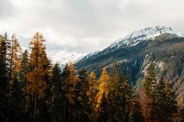 Trees In The Alps