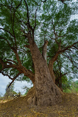 Fototapeta na wymiar Huge nyala, nyala berry, mutshato, or mashatu tree (Xanthocercis zambesiaca). Mashatu Game Reserve. Northern Tuli Game Reserve. Botswana.