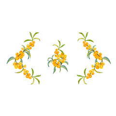Watercolor sea buckthorn twigs with juicy berries