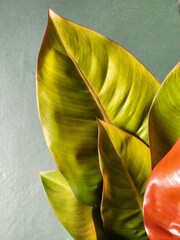 Philodendron. Philodendron prince of orange. Philodendron leaves
