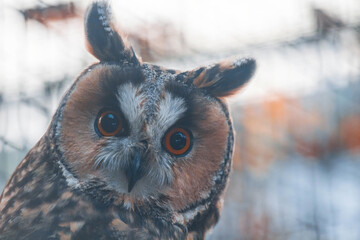 long-eared owl (Asio otus)