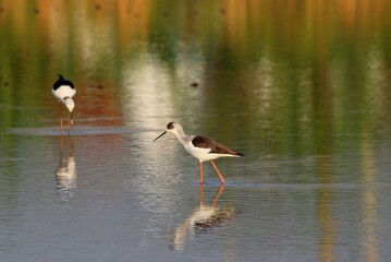 great crested grebe