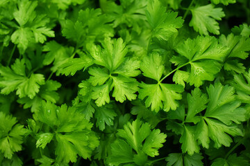 Parsley as background