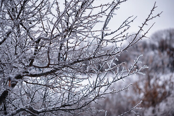 Winter atmospheric landscape with frost-covered dry plants during snowfall. Winter Christmas background