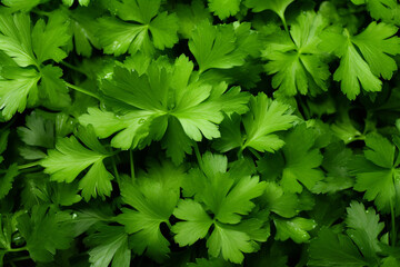 Parsley as background