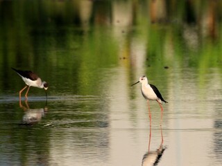 A candle footed birds stands in​ the shallow water 