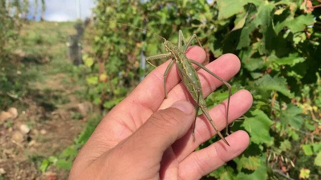 Man Catch Rare Saga Pedo Insect, Largest European Bug from the Orthoptera Family - Cropped Handheld