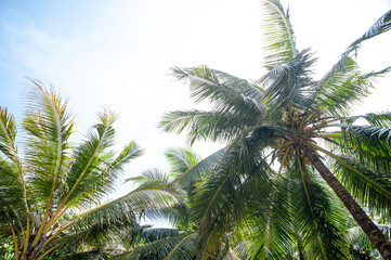 Fototapeta na wymiar exotic palm trees against a blue sky