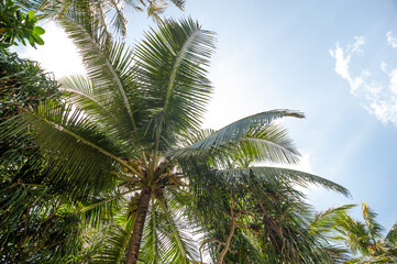 Fototapeta na wymiar exotic palm trees against a blue sky
