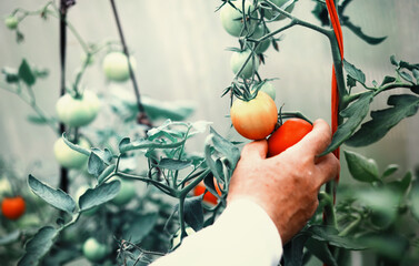 The farmer harvests fresh tomatoes in the greenhouse. Ecological vegetables proper nutrition.