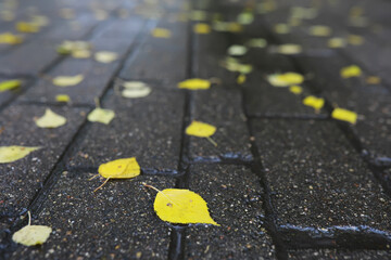 Lively closeup of falling autumn leaves with vibrant backlight from the setting sun