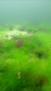 Vertical video, Sandy bottom covered with thick layer of fluffy Green Algae Cladophora, Red Hornweed Ceramium virgatum and Dwarf Eelgrass Zostera noltii, Peacock wrasse swim abowe algae Slow motion