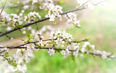 Cherry blossom branches. Spring time. Sunny day. Selective focus.