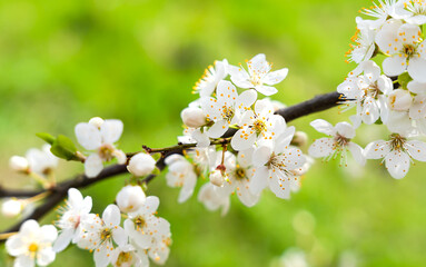 Branch of cherry blossoms in spring. Copy space. Selective focus.