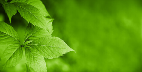 Green natural background with plant leaves. Wallpaper. Copy space. Selective focus.