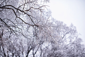 Winter atmospheric landscape with frost-covered dry plants during snowfall. Winter Christmas background
