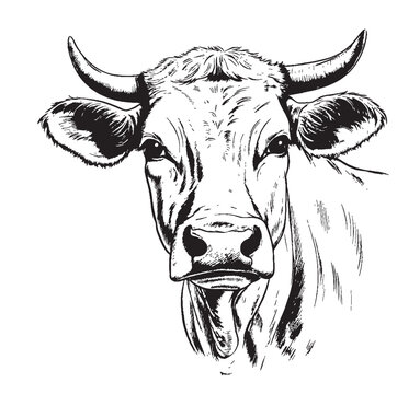 Cow animal sketch hand drawn Vector illustration Cartoon image Farming