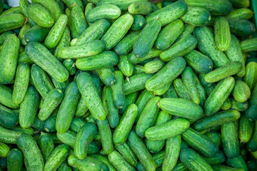 Cucumbers fresh vegetable top view. Green background