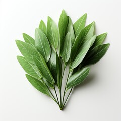 Willow green leaves white background Created with generative Ai