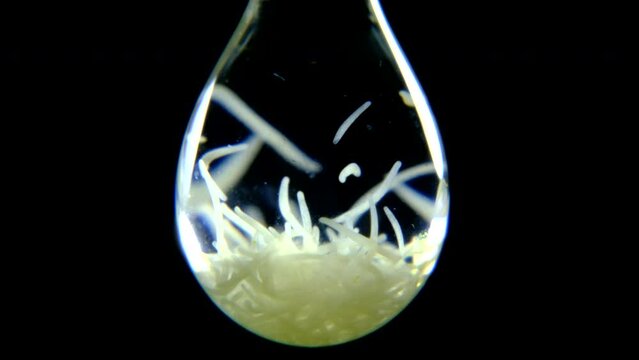 Spirostomum ciliates swimming in single water drop extreme close up on black background 