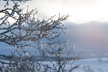 Frozen ice on branches