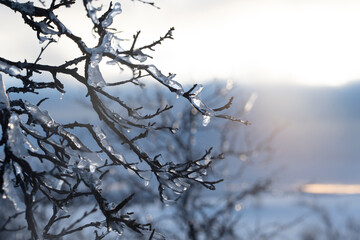Frozen ice on branches