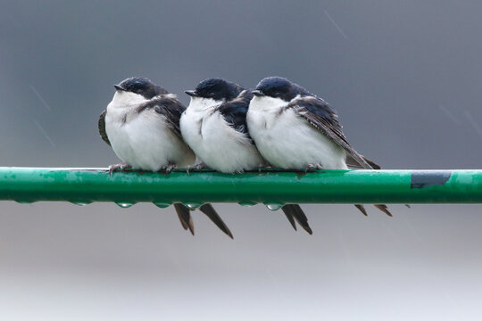 Northern House Martin