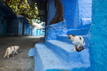 Cats on the street of beautiful city Chefchaouen, Morocco